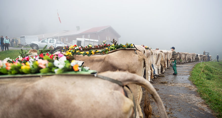 Urner Alpen - Kopfbild Folgeseite