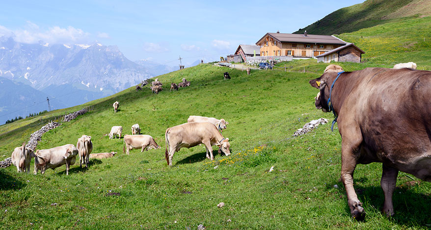 Urner Alpen - Kopfbild Folgeseite