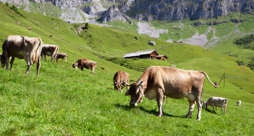 Urner Alpen - Kopfbild Folgeseite