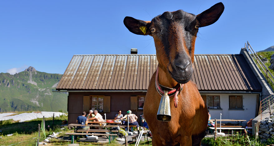 Urner Alpen - Kopfbild Folgeseite