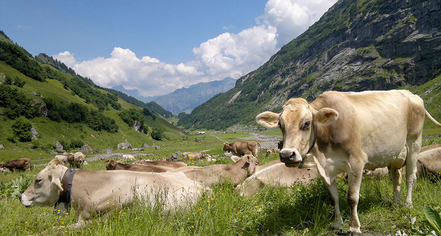 Urner Alpen - Kopfbild Folgeseite