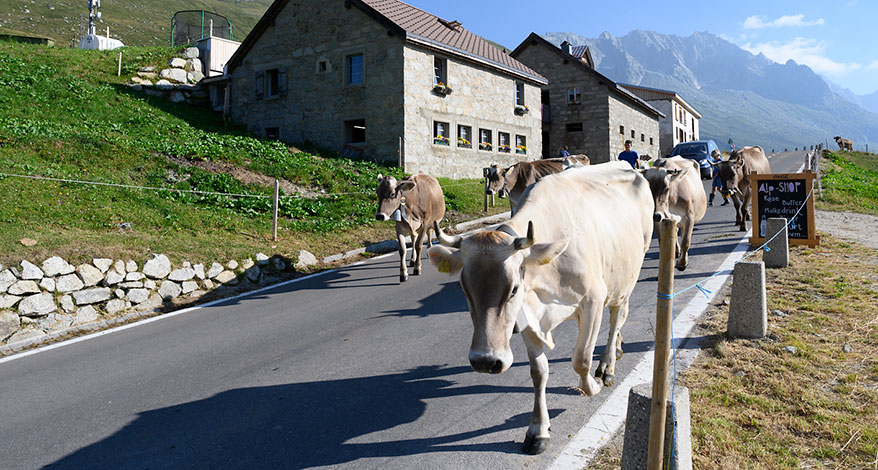 Urner Alpen - Kopfbild Folgeseite